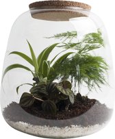 Ecosysteem ‘Green feathers’ - 25 cm, Ø 23,5 cm