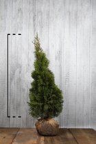 10 stuks | Westerse Levensboom 'Smaragd' Kluit 100-125 cm Extra kwaliteit - Compacte groei - Langzame groeier - Weinig onderhoud
