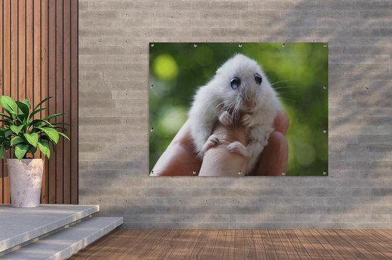 Hamster aux grands yeux qui s'accroche bien à l'affiche de jardin en vrac  160x120 cm -... | bol.com