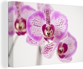 La toile d'orchidées blanc-violet 30x20 cm - petit - Tirage photo sur toile (Décoration murale salon / chambre) / Peintures Fleurs sur toile