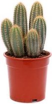 Cactus van Botanicly – Pilosocereus – Hoogte: 35 cm – Pilosocereus pachycladus