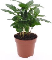 Kamerplant van Botanicly – Koffieplant – Hoogte: 25 cm – Coffea Arabica