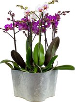 Orchideeën van Botanicly – 3 × Vlinder orchidee, Vlinder orchidee, Vlinder orchidee in grijs plastic pot als set – Hoogte: 48 cm, 2 takken