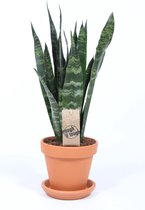 Kamerplant van Botanicly – Vrouwentongen incl. terracotta sierpot als set – Hoogte: 50 cm – Sanseviera Black Coral