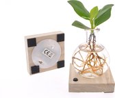 Bol.com Kamerplant van Botanicly – Varkensboom in glas met LED-licht als set – Hoogte: 15 cm – Clusia aanbieding