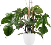 Kamerplant van Botanicly – Philodendron squamiferum incl. sierpot wit als set – Hoogte: 70 cm