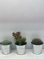 Cactus24- Succulenten Mix- 3Stuks- 9.5cm Zinken Potten- 10-15cm Hoog- Vetplanten- Kamerplanten