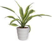 Kamerplant Dracaena Lemon Lima - ± 20cm hoog – 19cm diameter - in witte pot