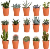 Cactus en vetplanten mix 5.5 cm in terracotta pot | 15 stuks