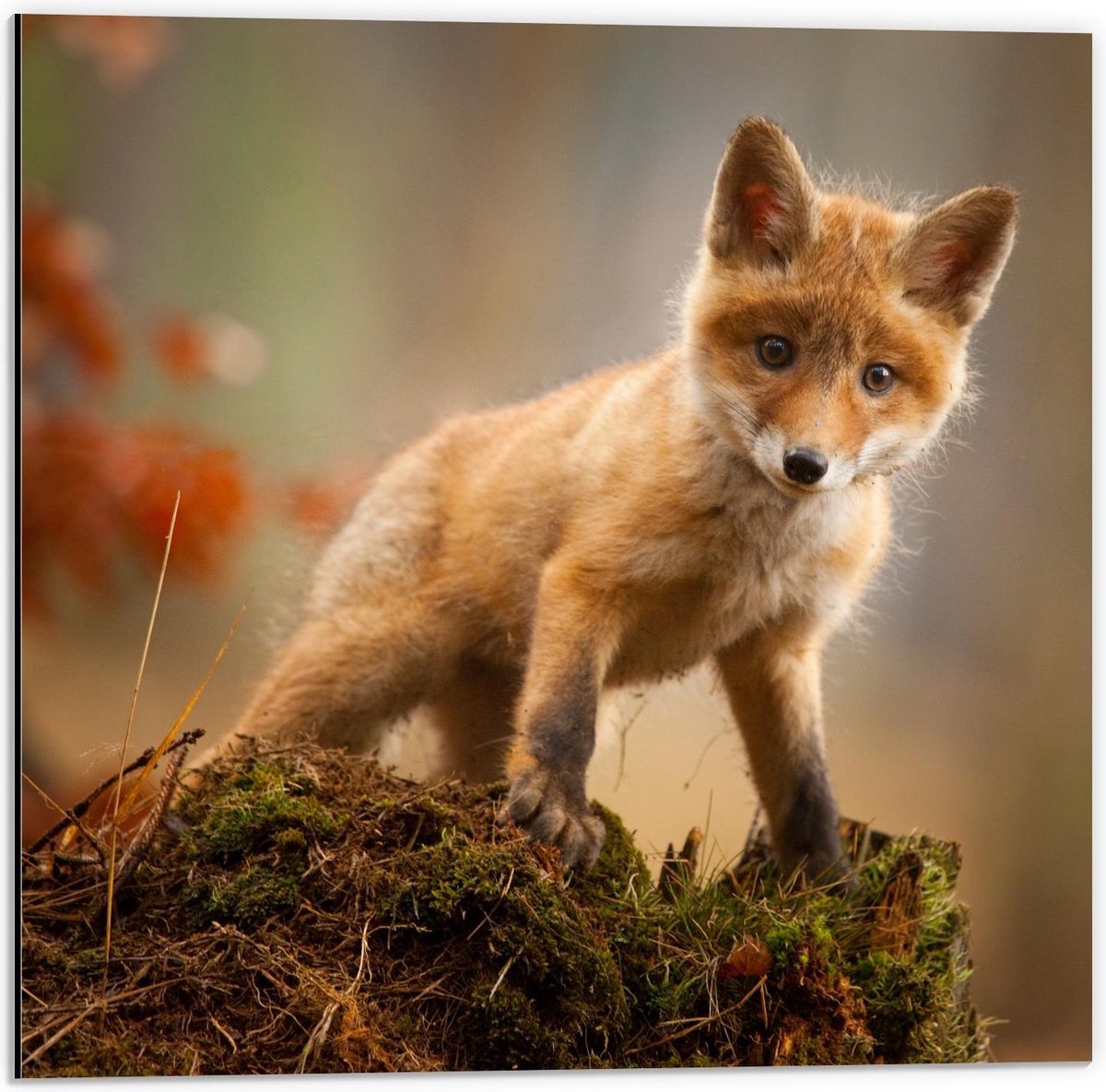 Dibond - Baby Vosje op Mos - 50x50cm Foto op Aluminium (Met Ophangsysteem)