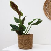Trendy kamerplant- Philodendron Subhastatum Ø15