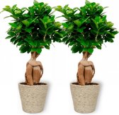 2x Kamerplant Ficus Ginseng - Bonsai - ± 30cm hoog - 12cm diameter - in beige mand