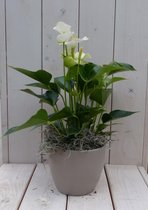 Flamingoplant Anthurium wit in taupe pot 40 cm