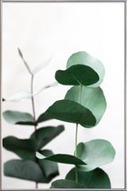 JUNIQE - Poster met kunststof lijst Eucalyptus 5 -60x90 /Groen & Wit