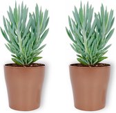 2x Kamerplant Senecio Curio Mount Everest - ± 25cm hoog – 12 cm diameter - in koperkleurige pot