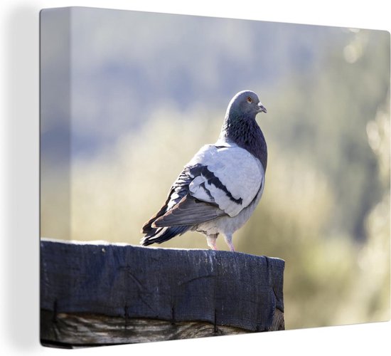 Pigeon rocher sur poutre en bois Toile 40x30 cm - petit - Tirage photo sur toile (Décoration murale salon / chambre)