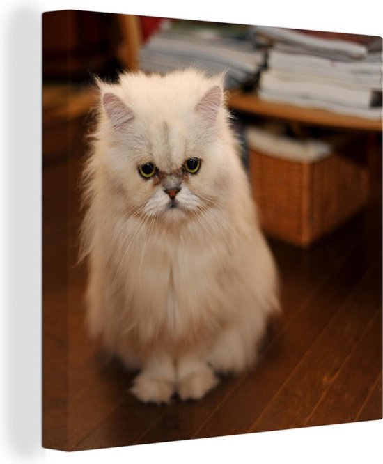 Mignon à la recherche de chat persan toile 50x50 cm - impression photo sur toile peinture (Décoration murale salon / chambre) / Animaux domestiques Peintures sur toile