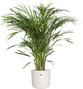 Plantjescoren.nl Goudpalm in ® ELHO b.for soft sierpot Pot Ø 21 cm