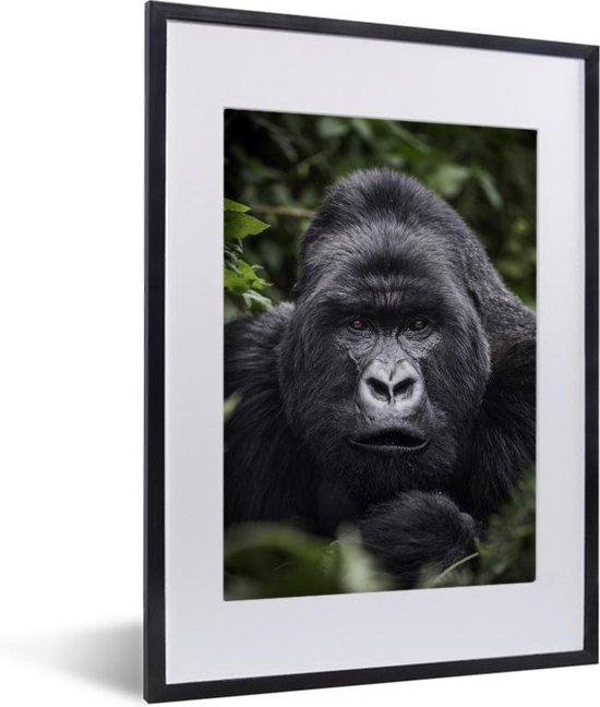 Poster met Gorilla - Gorilla met zijn parelachtige ogen de camera... | bol.com