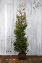 10 stuks | Westerse Levensboom 'Brabant' Kluit 125-150 cm Extra kwaliteit - Weinig onderhoud - Zeer winterhard - Snel zichtdicht - Vruchtdragend