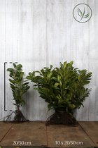 25 stuks | Laurier 'Novita' Blote wortel 20-30 cm - Bloeiende plant - Grootbladig - Snelle groeier - Vruchtdragend - Wintergroen