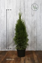 10 stuks | Westerse Levensboom 'Smaragd' Pot 80-100 cm Extra kwaliteit - Compacte groei - Langzame groeier - Weinig onderhoud