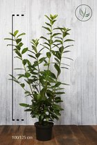 10 stuks | Laurier 'Novita' Pot 100-125 cm - Bloeiende plant - Grootbladig - Snelle groeier - Vruchtdragend - Wintergroen
