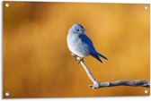 Tuinposter – Blauwe Vogel - 90x60cm Foto op Tuinposter  (wanddecoratie voor buiten en binnen)