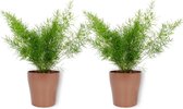2x Kamerplant Asparagus Sprengeri - Sierasperge - ± 25cm hoog - ⌀  12cm - in koperkleurige pot