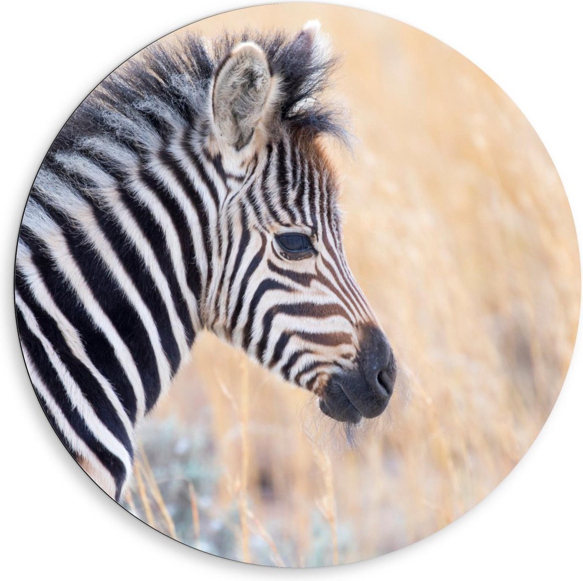 Dibond Wandcirkel - Baby Zebra in Hoge Grassen - 80x80cm Foto op Aluminium Wandcirkel (met ophangsysteem)