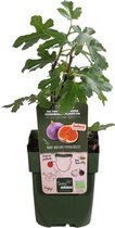 Vijgenboom Ficus Perretta - Winterhard - 30-60 cm