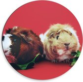 Dibond Wandcirkel - Cavia's op Rode Achtergrond - 50x50cm Foto op Aluminium Wandcirkel (met ophangsysteem)