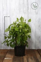 10 stuks | Bolhortensia 'Annabelle' Pot 40-60 cm - Bladverliezend - Bloeiende plant - Geschikt als lage haag - Informele haag