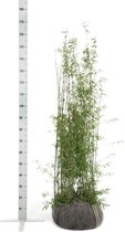 10 stuks | Fargesia jiuzhaigou Kluit 125-150 cm - Groeit breed uit - Prachtige herfstkleur - Snelle groeier - Zeer winterhard
