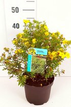 10 stuks | Heesterganzerik 'Goldfinger' Pot 30-40 cm - Bladverliezend - Bloeiende plant - Geschikt als lage haag - Insectenlokkend