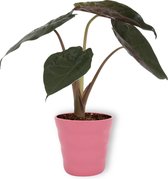 Kamerplant Alocasia Wentii - Olifantsoor - ± 30cm hoog – 12cm diameter - in roze pot