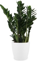 Kamerplant van Botanicly – Zamioculcas Zamifoliia incl. sierpot wit als set – Hoogte: 60 cm