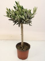Kamerplant van Botanicly – Olijf boom – Hoogte: 50 cm – Olea europeae