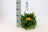 Kamerplant van Botanicly – Parthenocissus inserta in hangpot als set – Hoogte: 25 cm