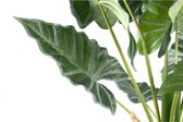 PTMD Leaves Plant groene alocasia plant in zwarte pot S