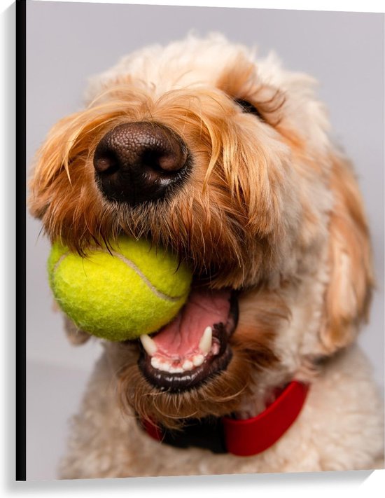 Canvas  - Blonde Labradoodle Hond met Tennisballetje - 75x100cm Foto op Canvas Schilderij (Wanddecoratie op Canvas)
