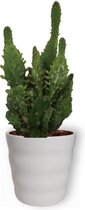 Cactus Opuntia Monacantha - Schijfcactus - ±25 cm hoog – 12cm diameter - in witte pot