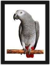 Foto in frame , Papegaai op stok , 3 maten , multikleur , wanddecoratie , Premium print