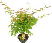 Japanse esdoorn Acer 'Katsura' oranje-groen-rood - Winterhard- ↑ 30-40 cm - Pot Ø 23 cm