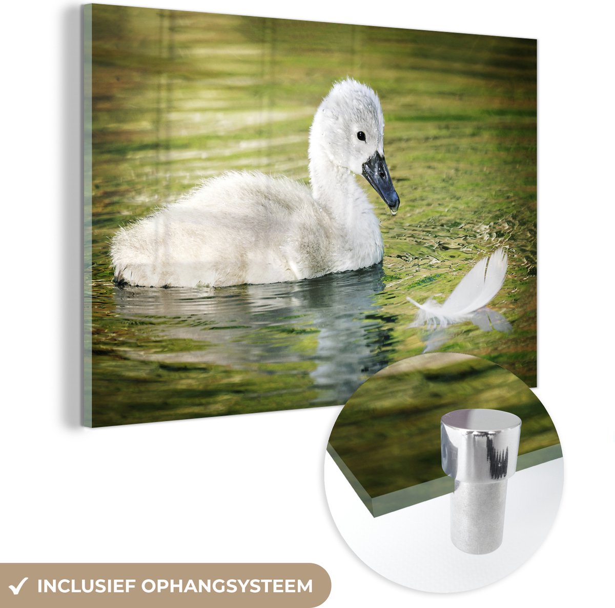 ® Glasschilderij 90x60 cm - Schilderij acrylglas - Baby - Zwaan - Veren - Foto op glas - Muurdecoratie woonkamer - Wanddecoratie slaapkamer - Schilderijen