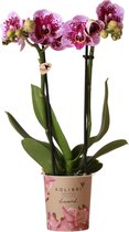 Orchidee – Vlinder orchidee (Phalaenopsis) met bloempot – Hoogte: 35 cm – van Botanicly
