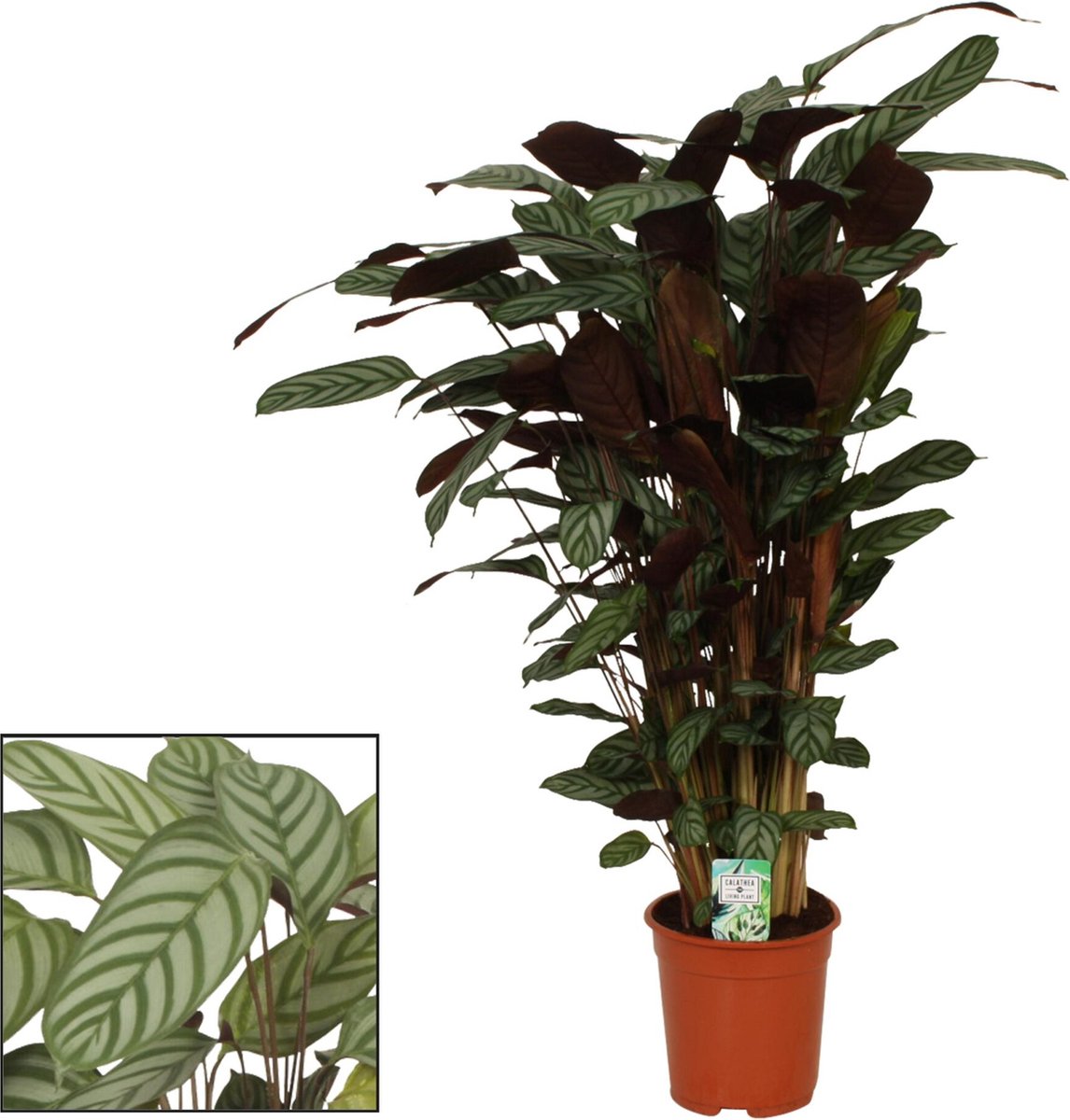 Calathea Oppenheimiana 110cm, Livraison plantes d'intérieur