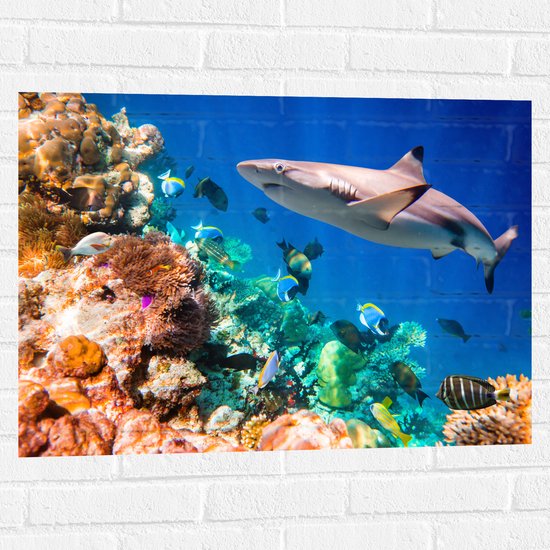 Muursticker - Koraal - Vissen - Onderwater - Oceaan - Haai - 80x60 cm Foto op Muursticker