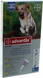 Gouden Labrador in de lucht, op een tak. Doos voor Advantix spot-on oplossing voor honden van 25-40 kg.