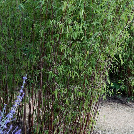 Fargesia Robusta 'Jiuzhaigou' - Bamboe - ↑ 50-70cm - Ø 21cm